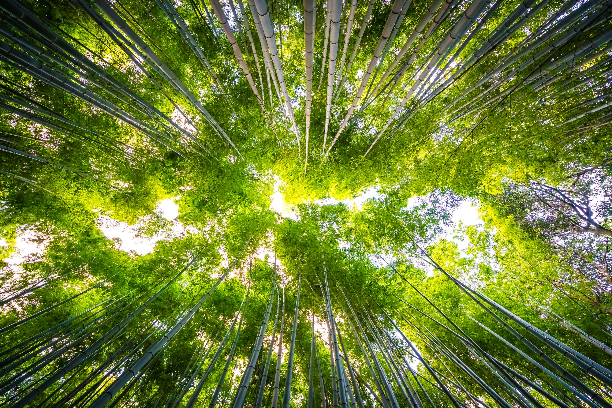 Beautiful landscape of bamboo grove in the forest at Arashiyama